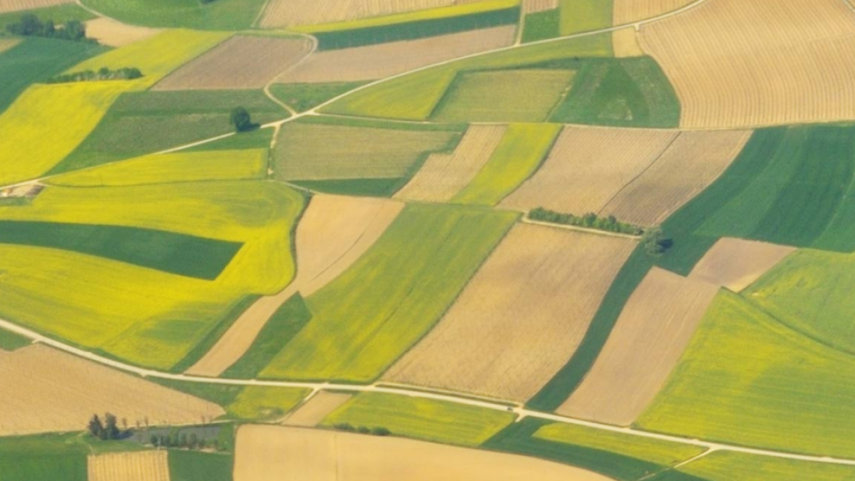 Aerial view of green and yellow fields