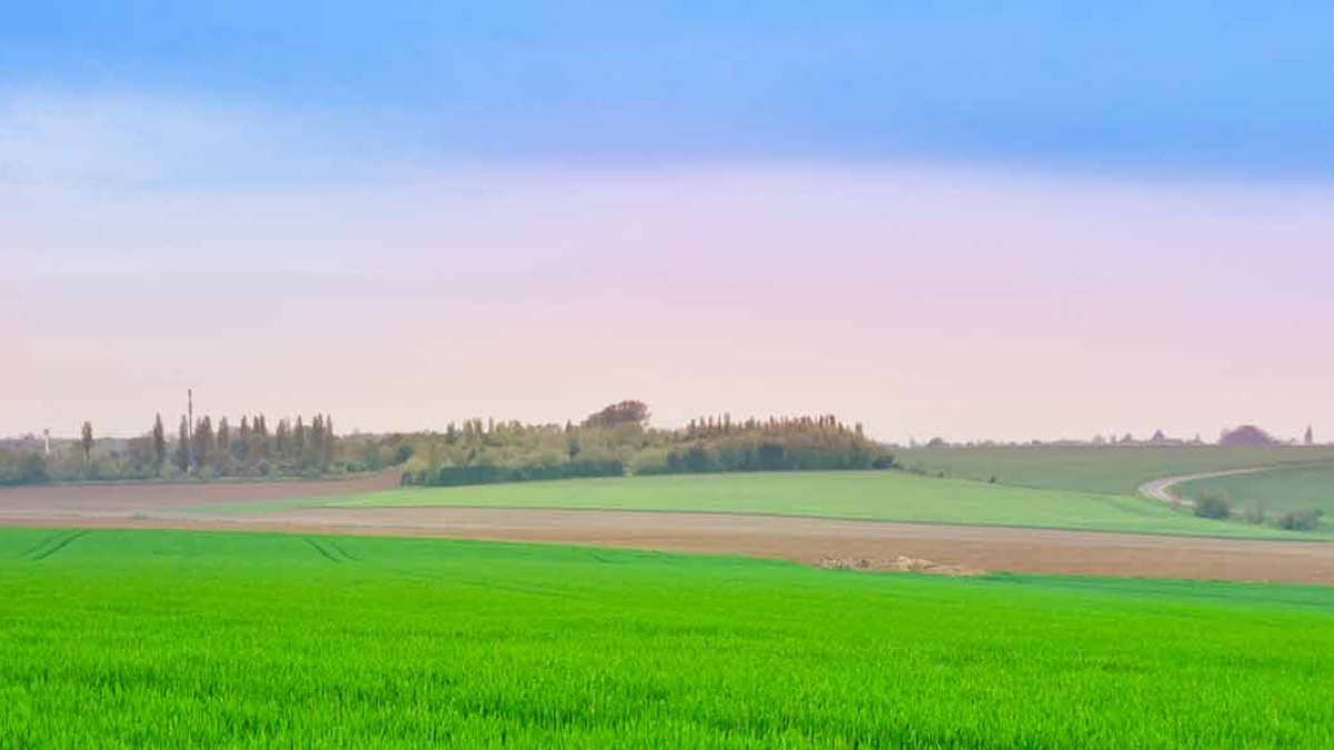 Green fields