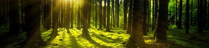 Solskinn mellom trær i skogen