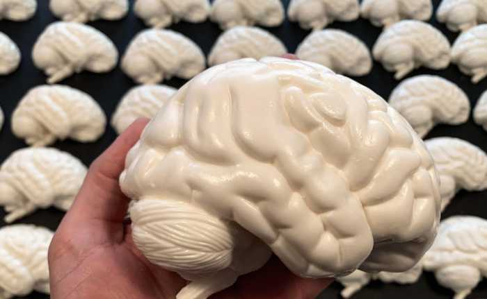 En plastmodell av høyre hjernehalvdel